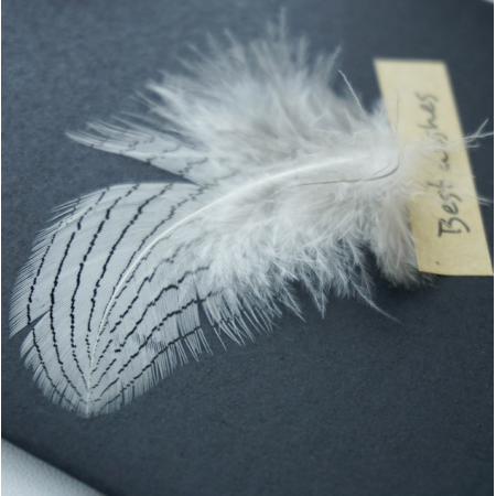 Luxury Feather Black DIY Greetings Cards Mother's Day Valentine's Day Card Envelope 
